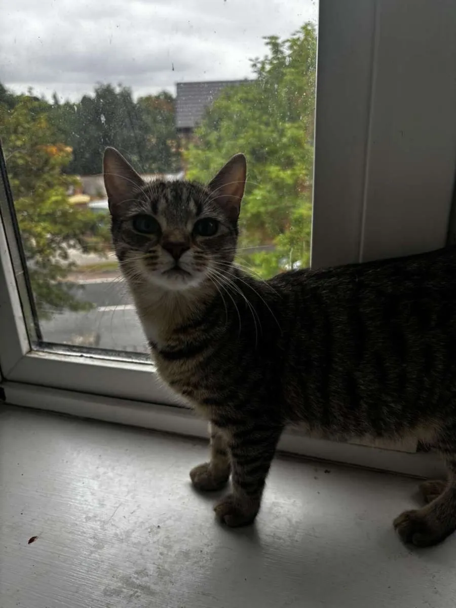 Cat - Image 2