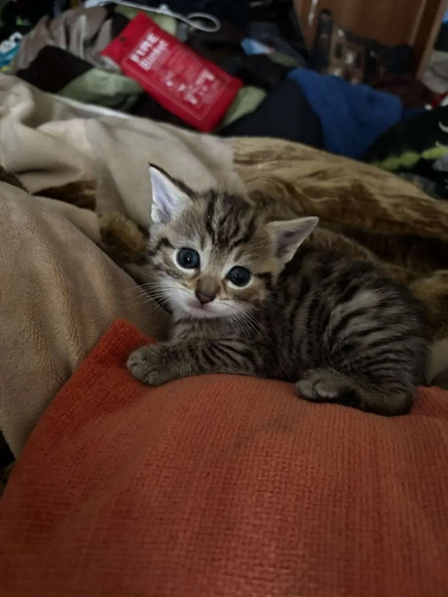 Cat - Image 3