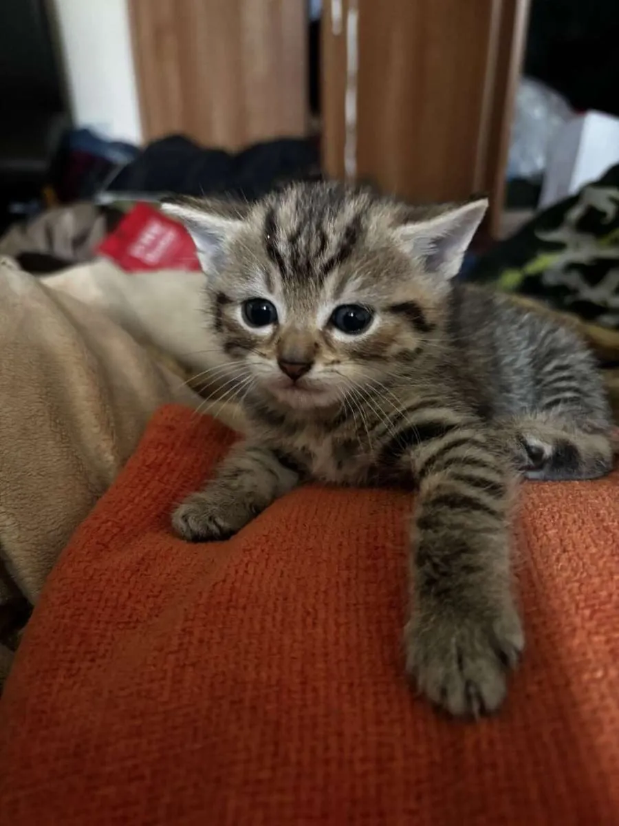 Cat - Image 4