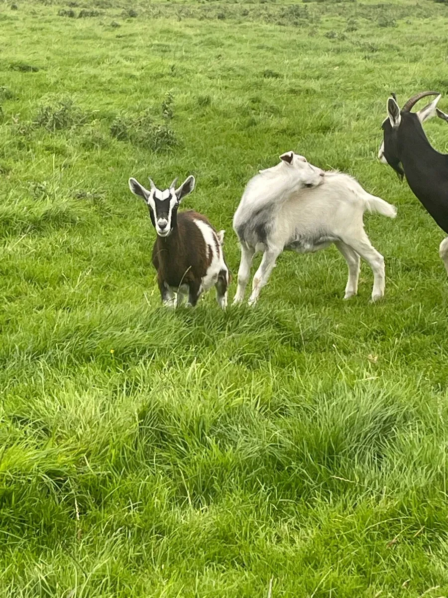 Goat - Image 1