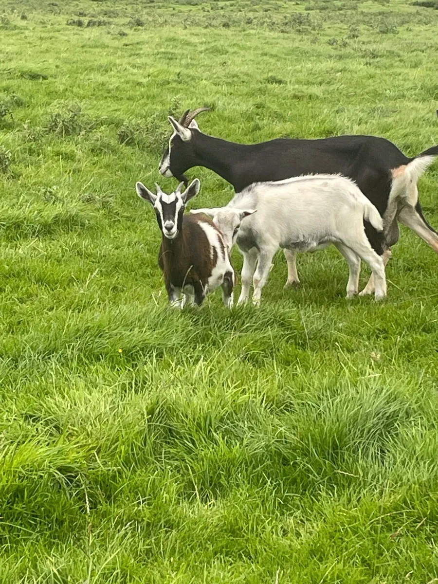 Goat - Image 2