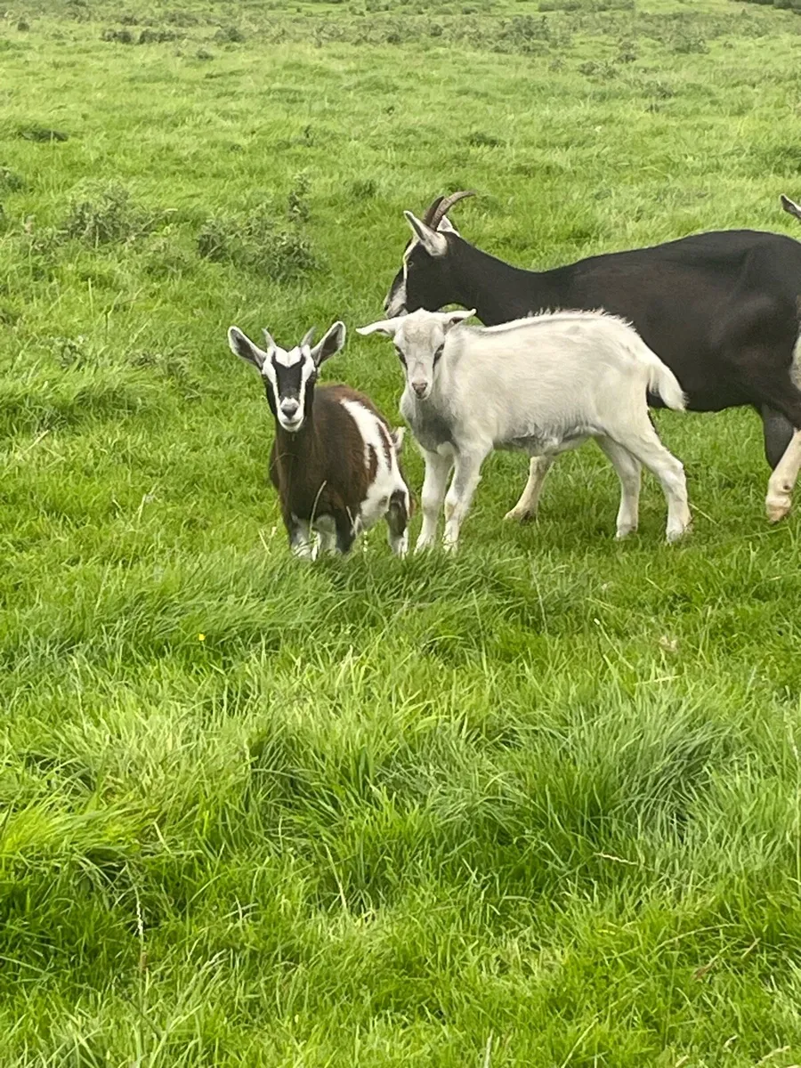 Goat - Image 3