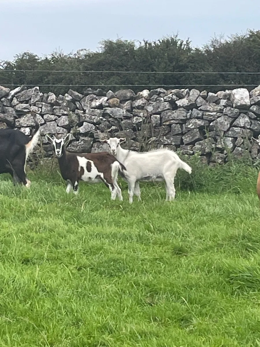 Goat - Image 4