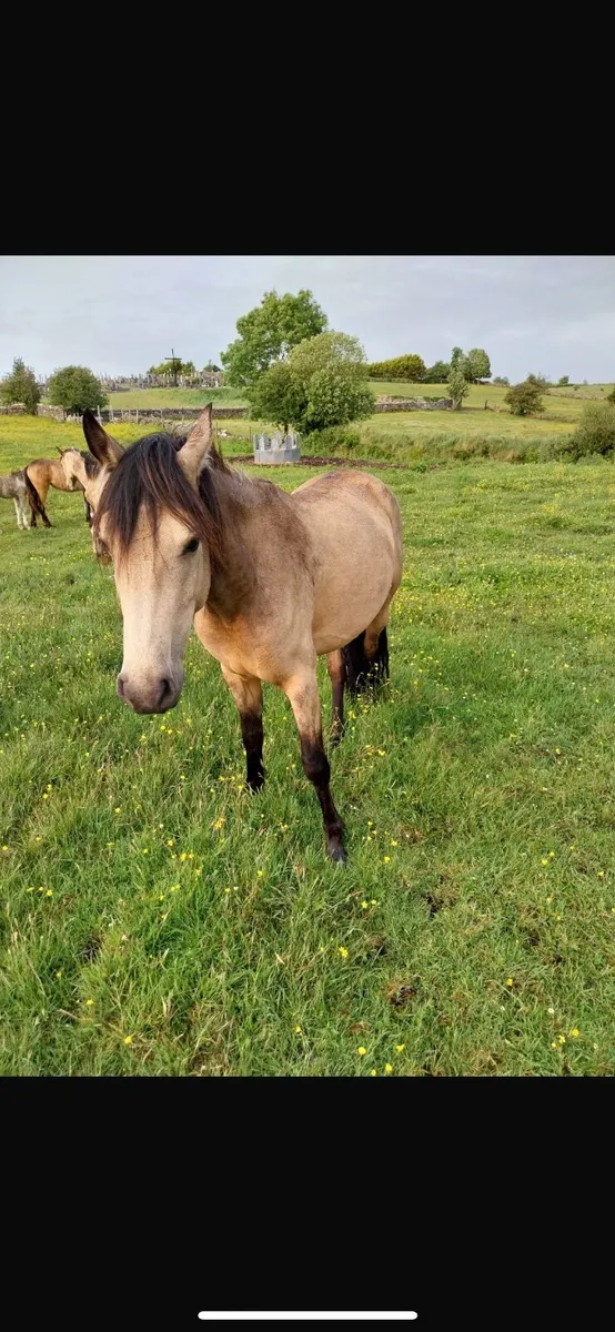 3 year old dun Connemara filly - Image 2