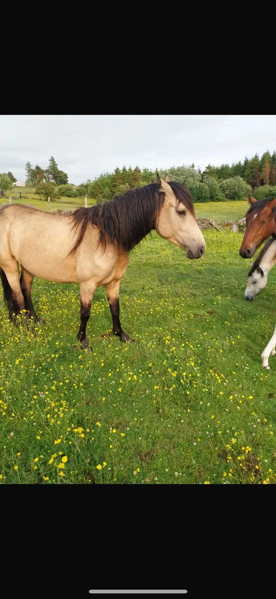 3 year old dun Connemara filly - Image 3