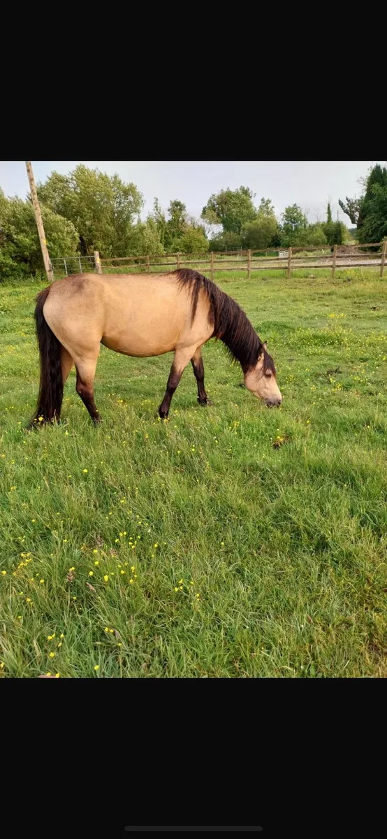 3 year old dun Connemara filly - Image 1