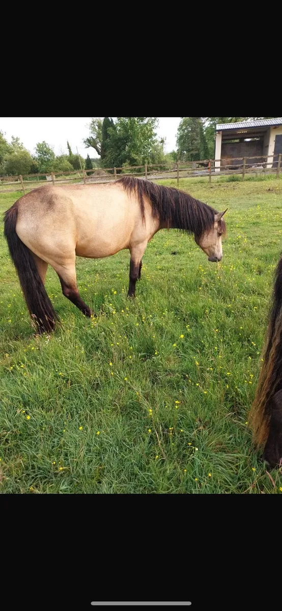 3 year old dun Connemara filly - Image 4