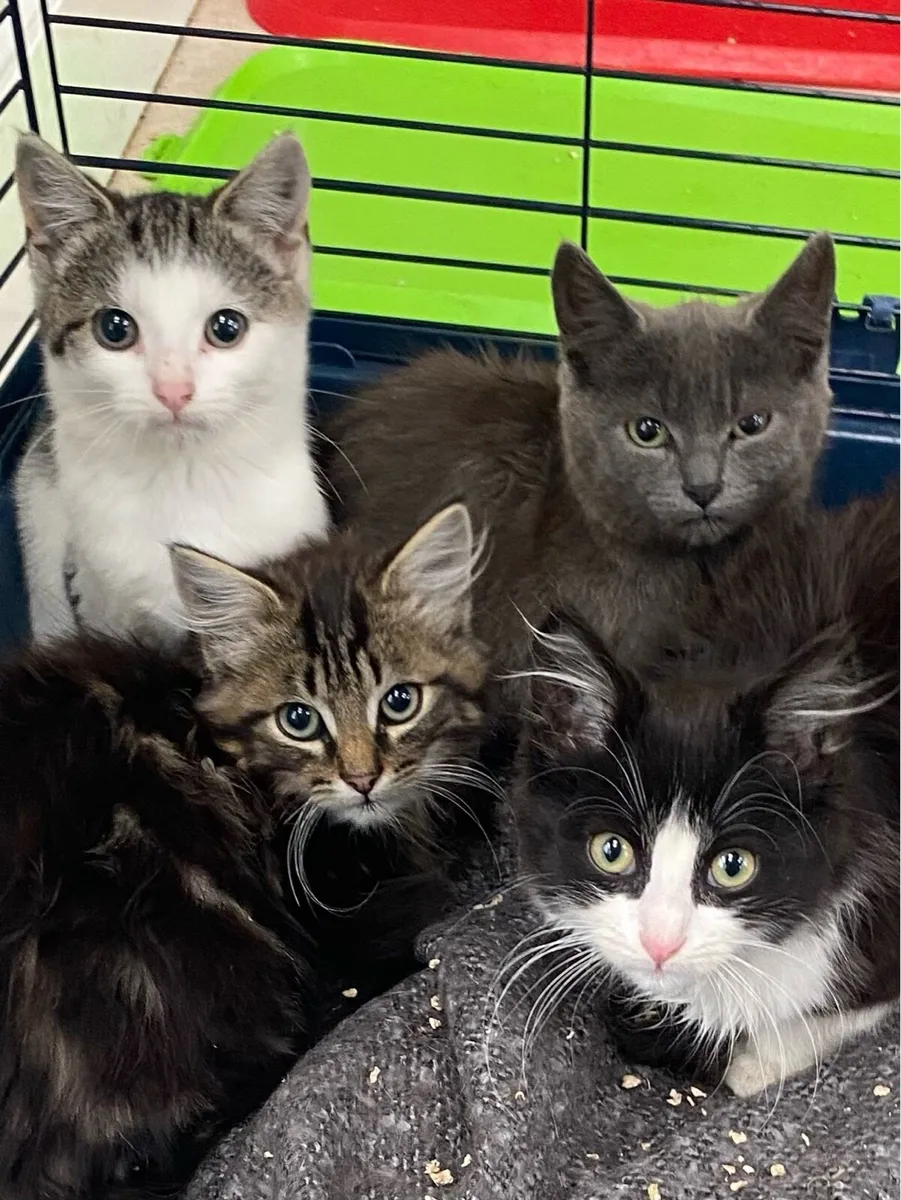 Catstrust adoption and protection. Rescued . - Image 1