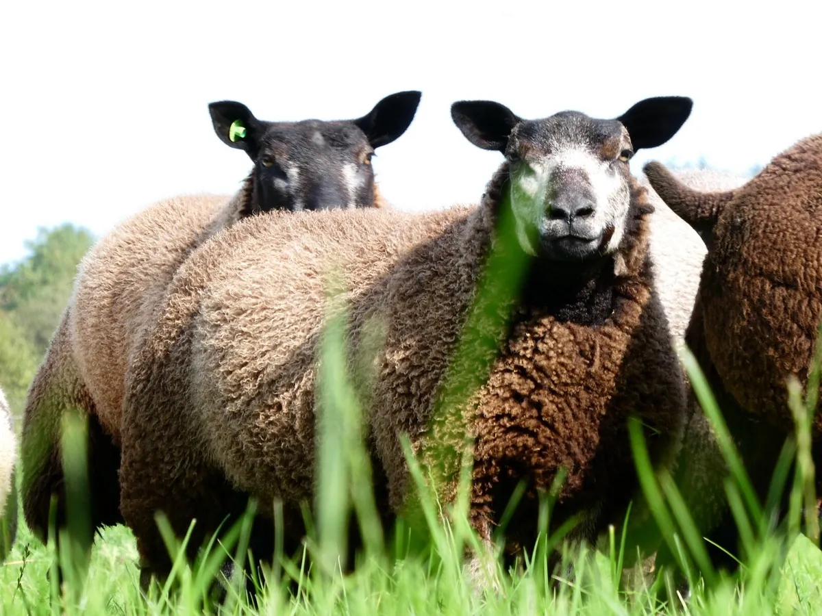 PBR Blue Texel Ewe lambs - Image 1
