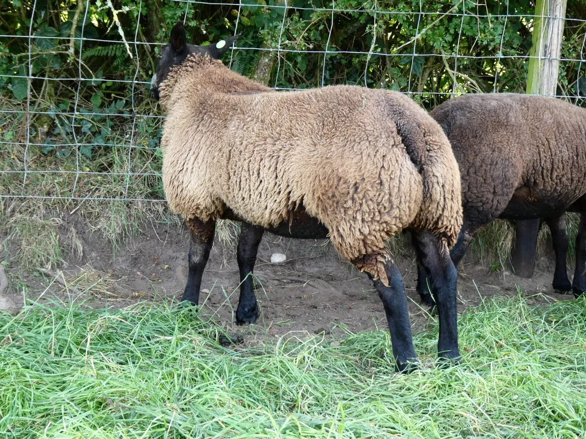PBR Blue Texel Ewe lambs - Image 2