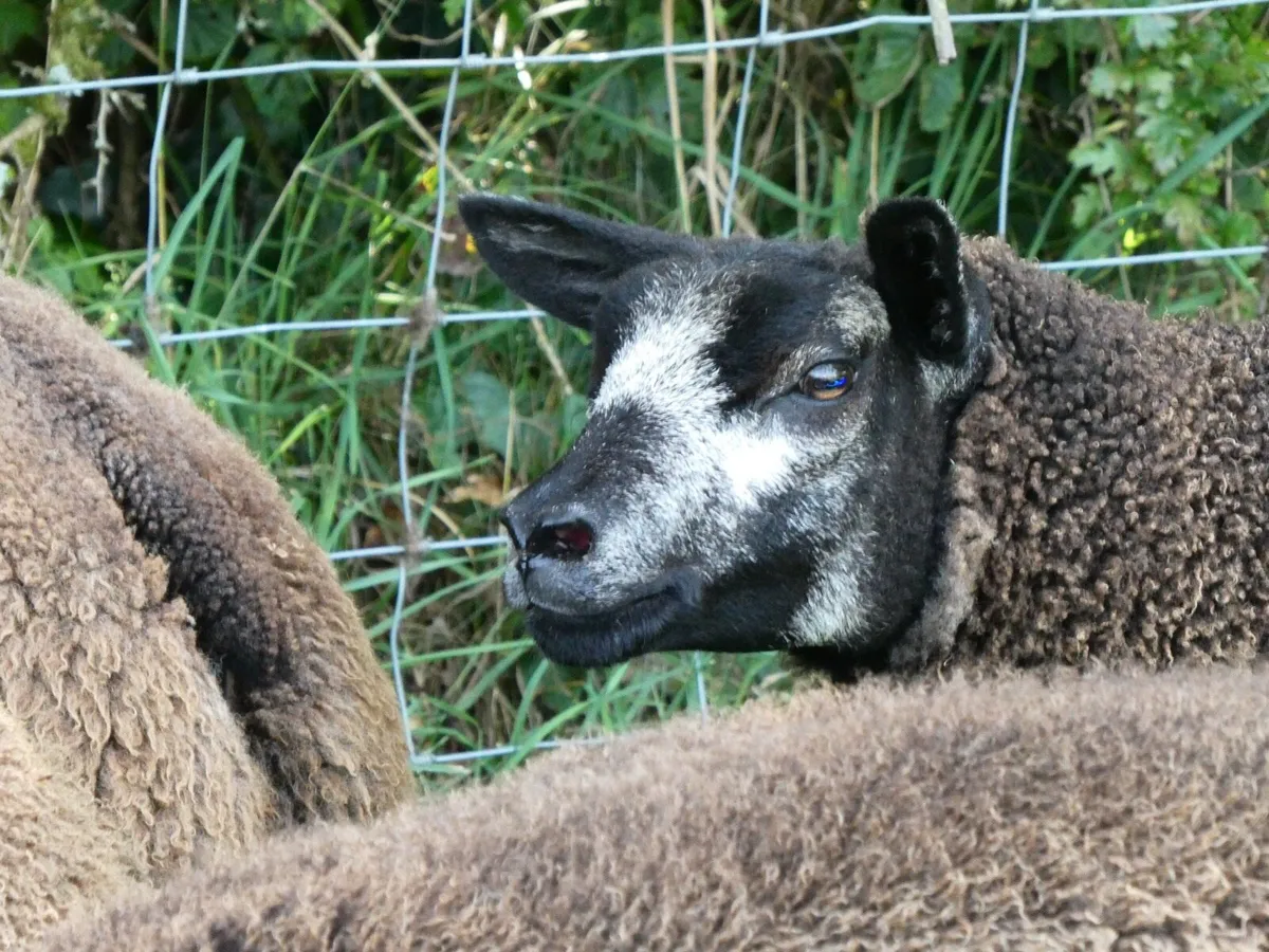 PBR Blue Texel Ewe lambs - Image 3