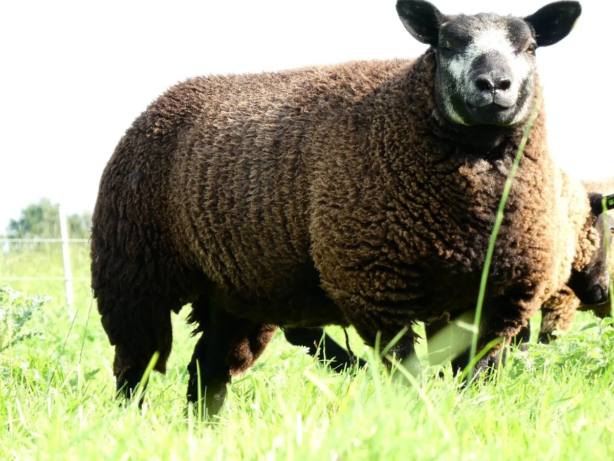PBR Blue Texel Ewe lambs - Image 4