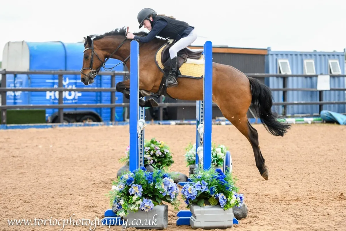138 pony forsale - Image 2