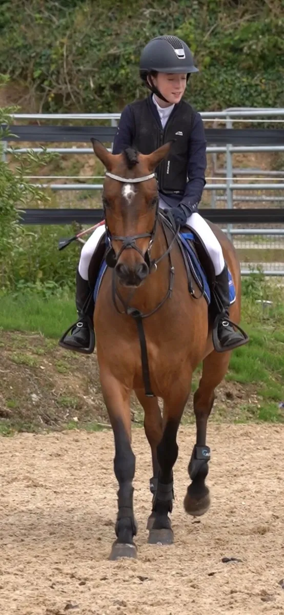 138 pony forsale - Image 3