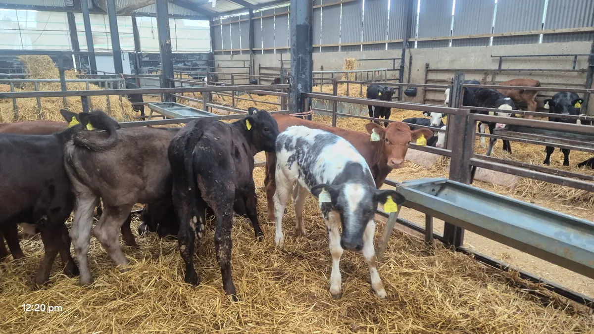 22 Quality Continental heifers for sale - Image 1