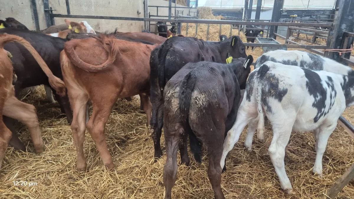 22 Quality Continental heifers for sale - Image 3
