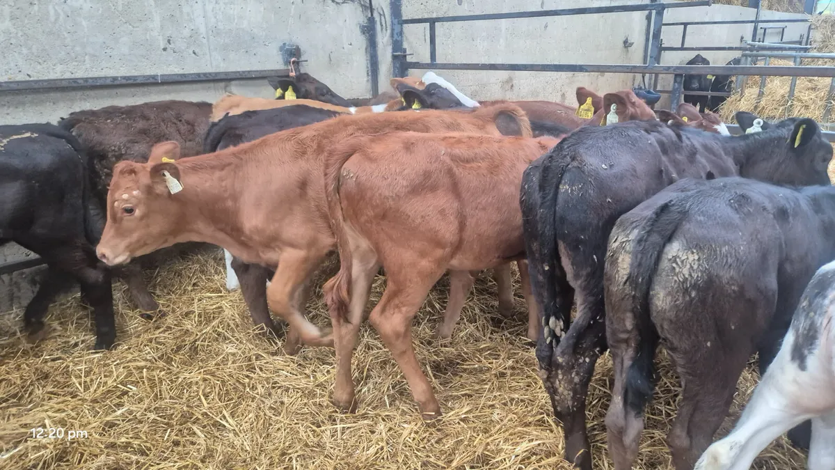 22 Quality Continental heifers for sale - Image 4