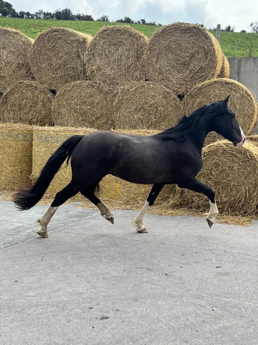 Stunning 3 Year Old Stepping Cob - Image 1
