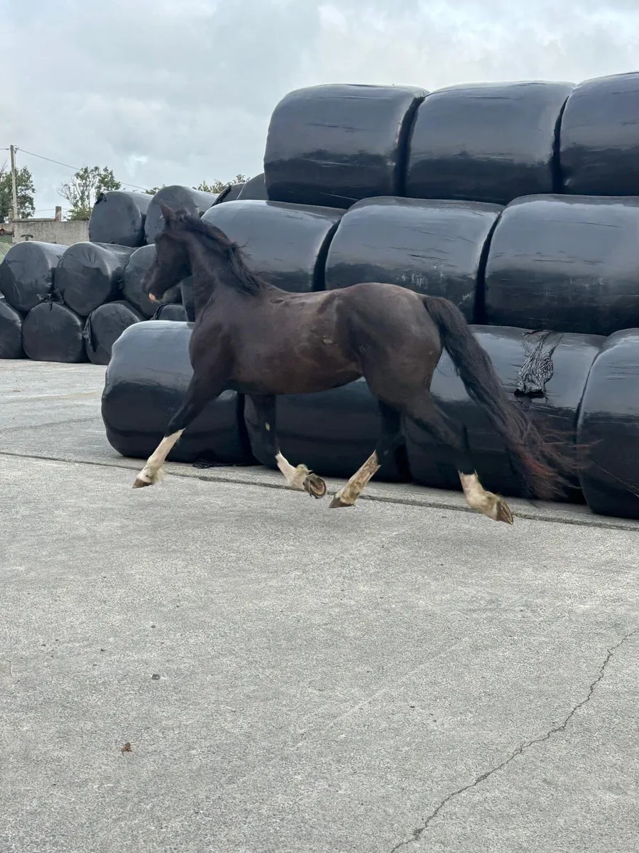 Stunning 3 Year Old Stepping Cob - Image 3