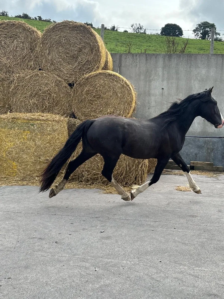 Stunning 3 Year Old Stepping Cob - Image 4