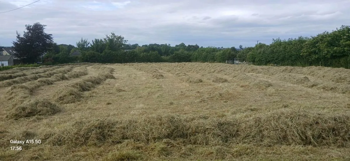 Round bales of hay