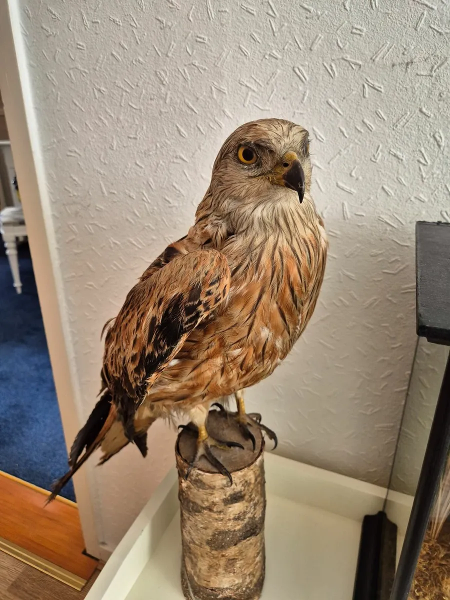 Taxidermy Fox Cub & Buzzard - Image 3