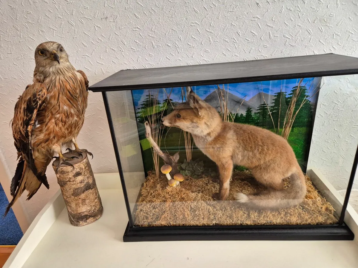 Taxidermy Fox Cub & Buzzard - Image 4