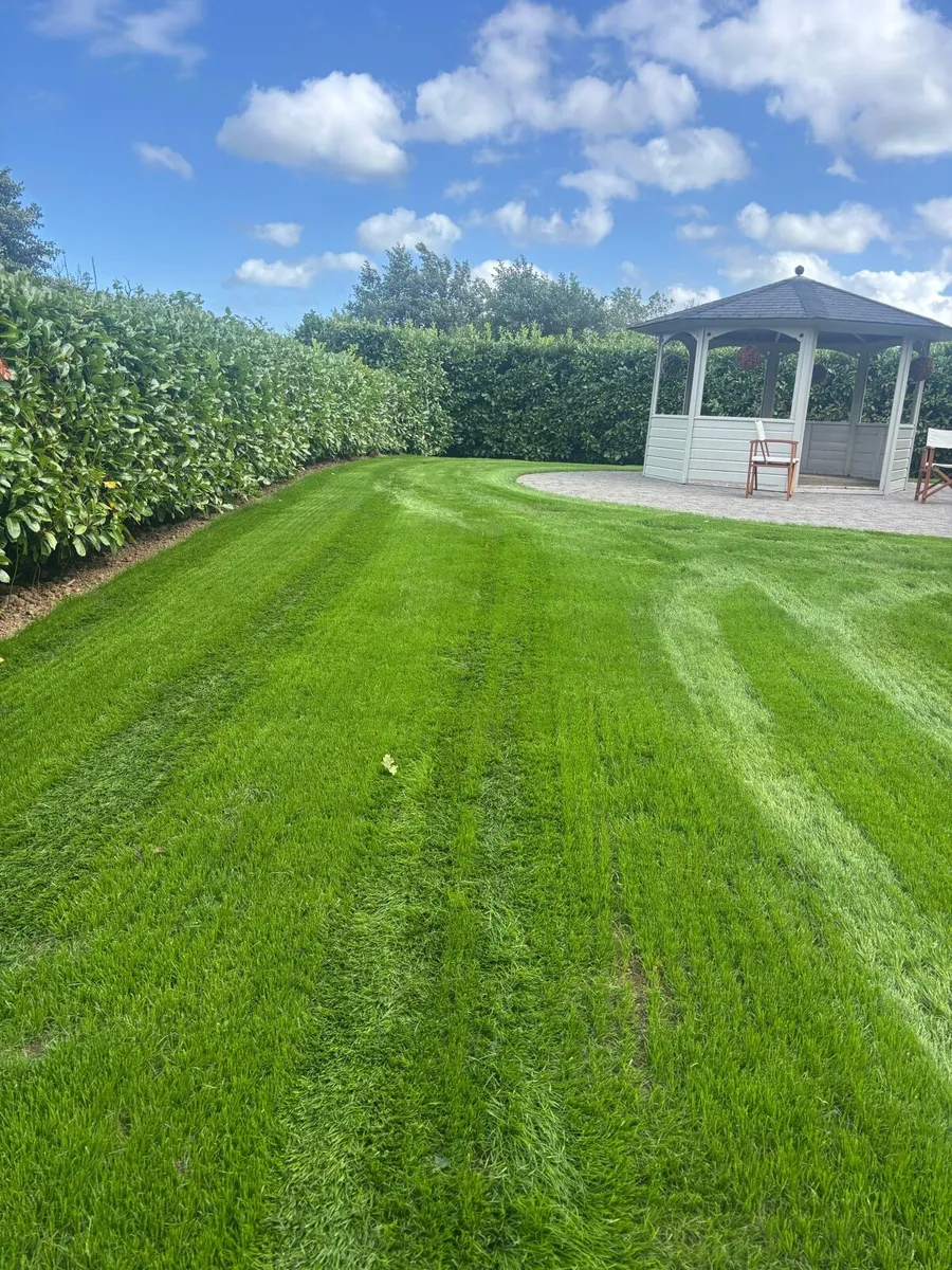 Lawn seeding - Image 4