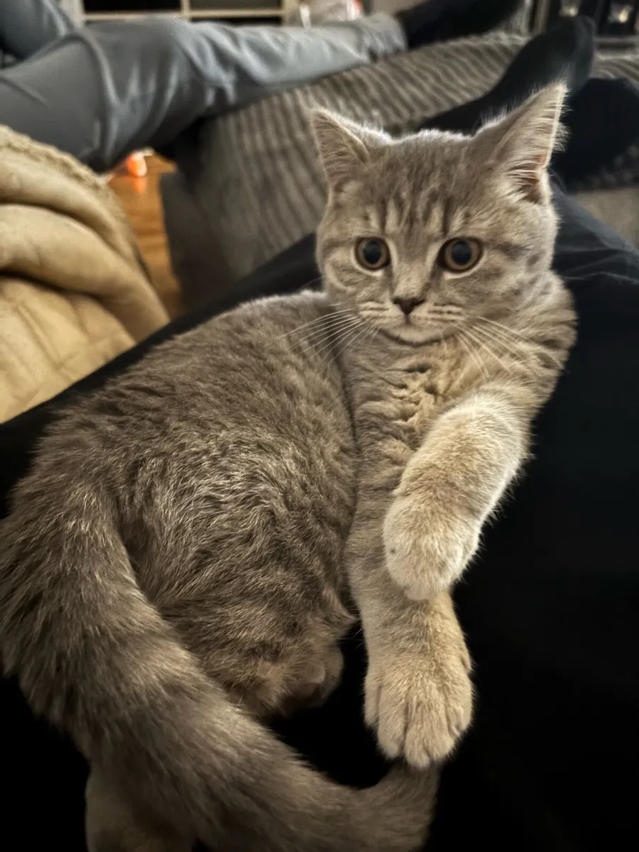 British shorthair kitten - Image 1