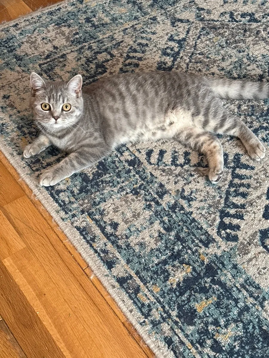 British shorthair kitten - Image 2