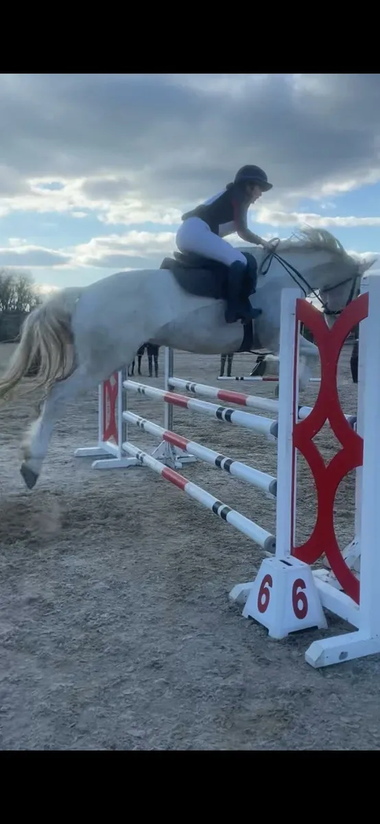Hunter/ Eventer - Image 1