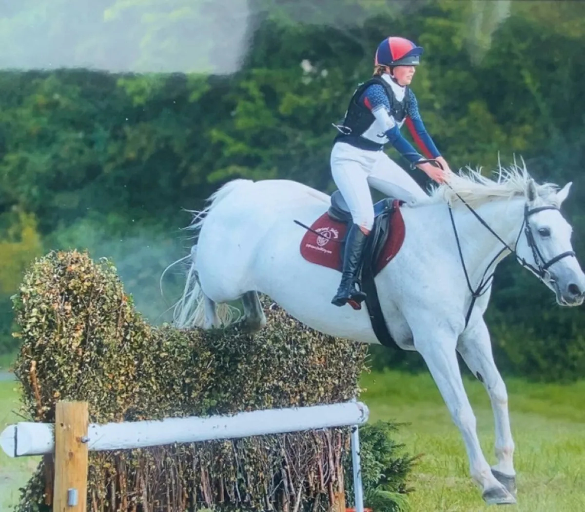 Hunter/ Eventer - Image 3