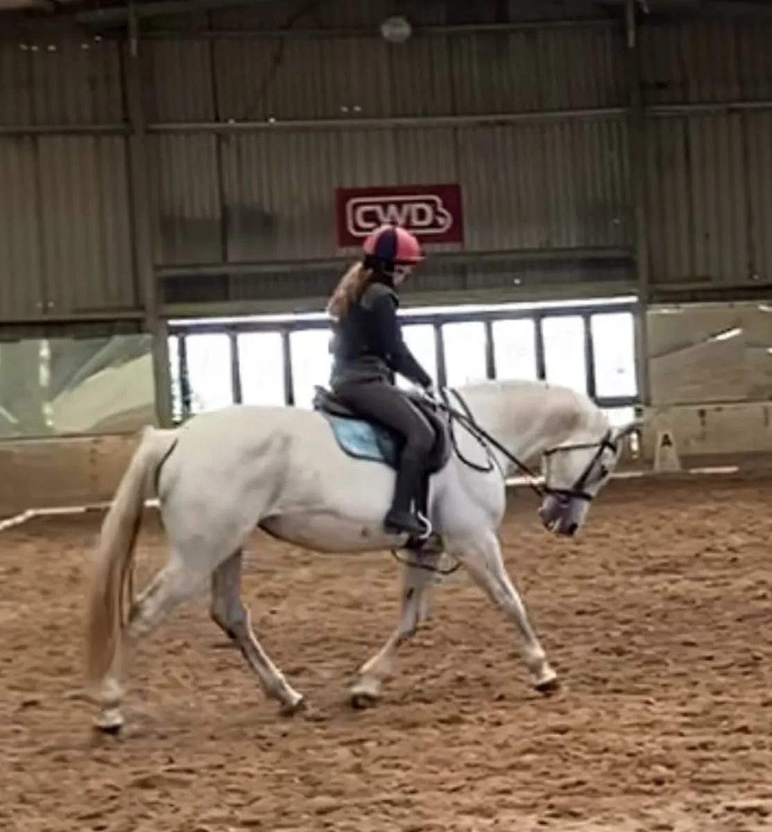 Hunter/ Eventer - Image 4