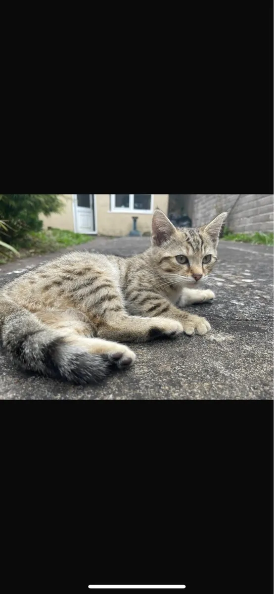 Katten