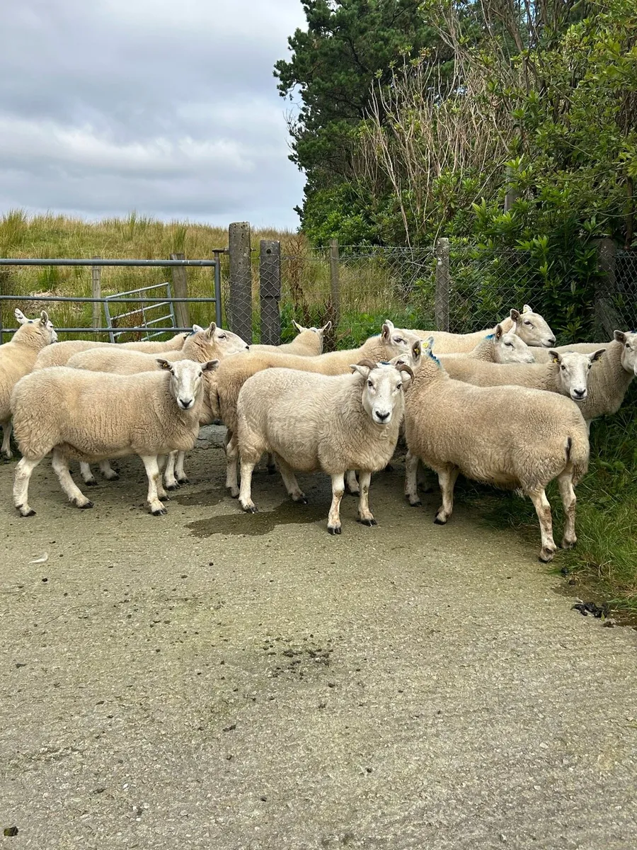 Breeding ewes - Image 1