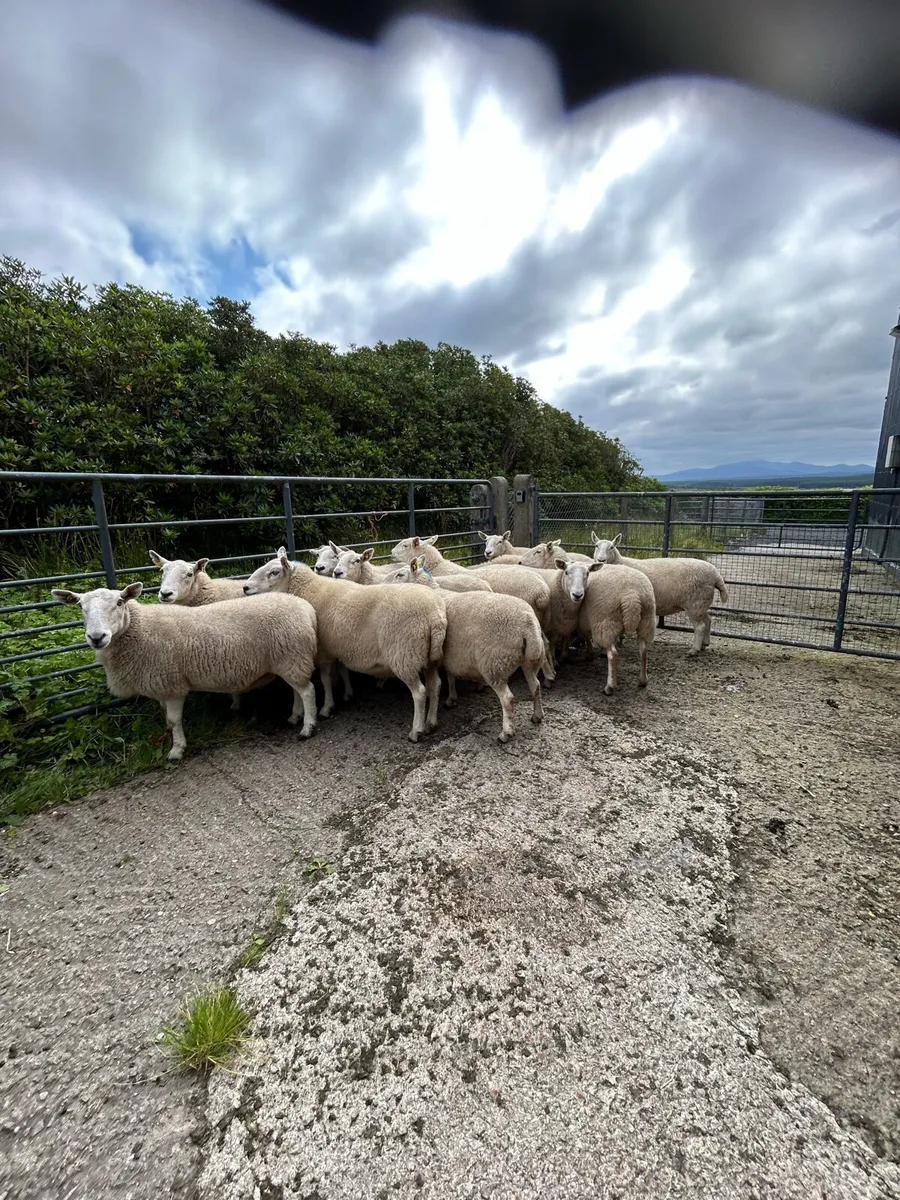 Breeding ewes - Image 2