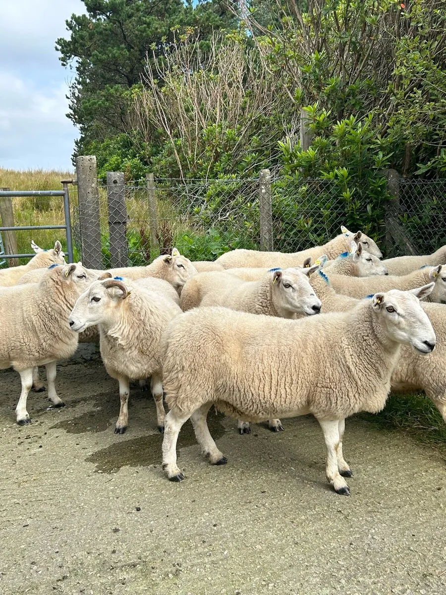 Breeding ewes - Image 3