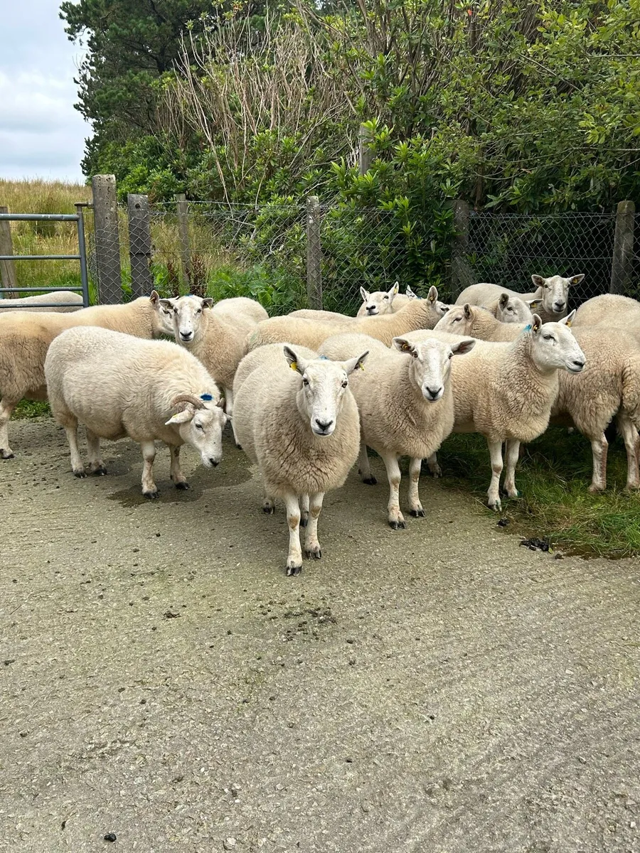Breeding ewes - Image 4