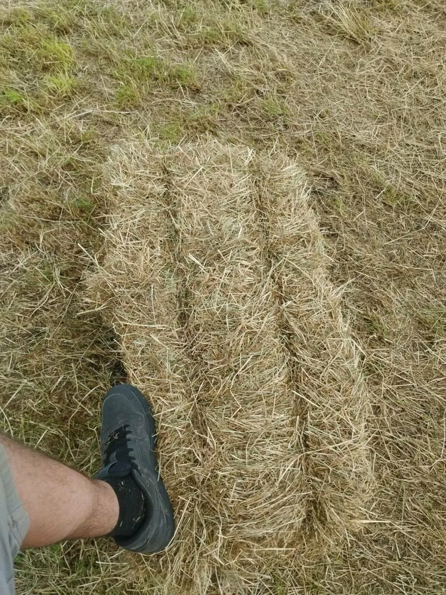 Square bales of hay for sale 1st crop - Image 3