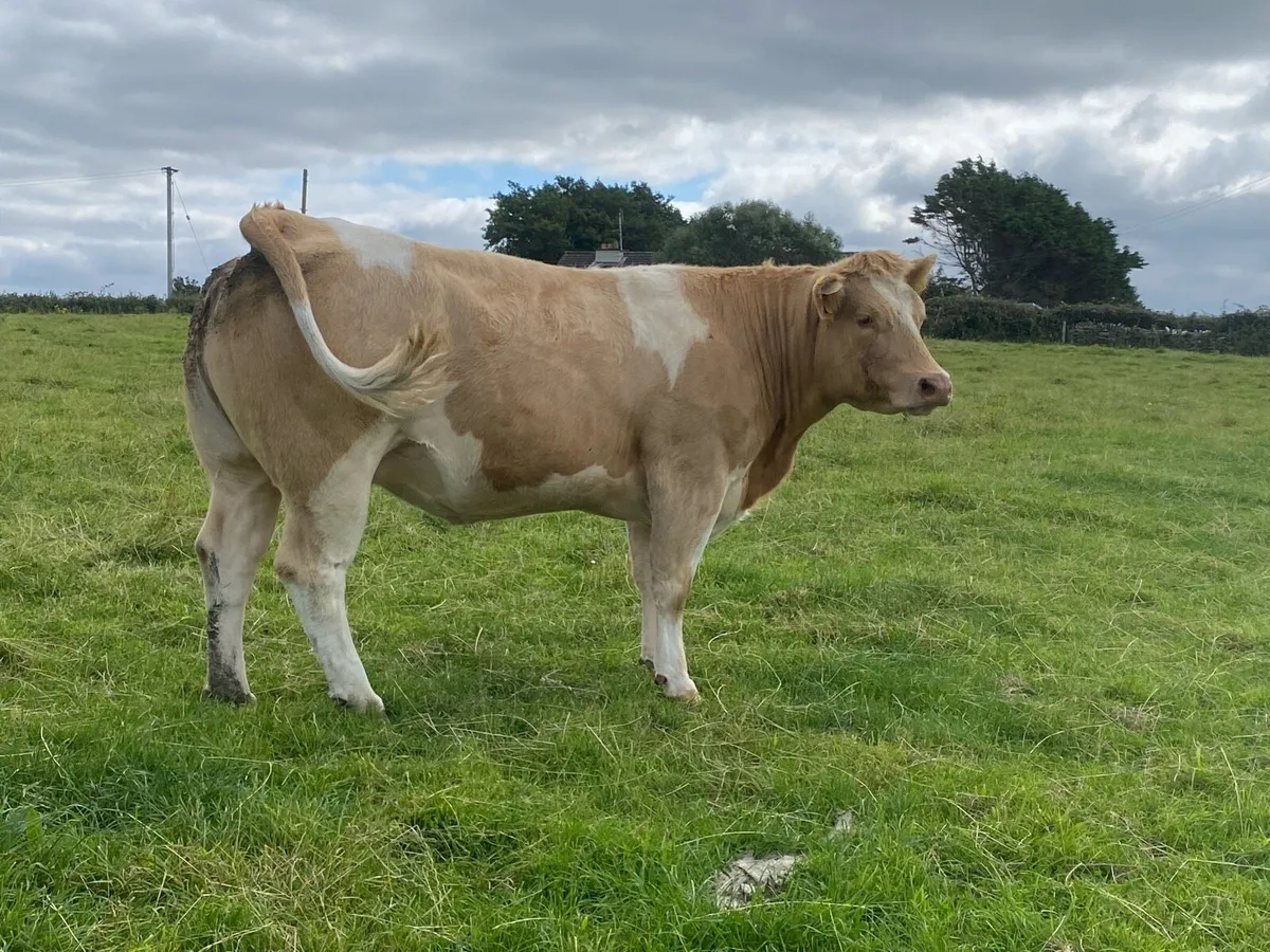 In calf heifers - Image 1