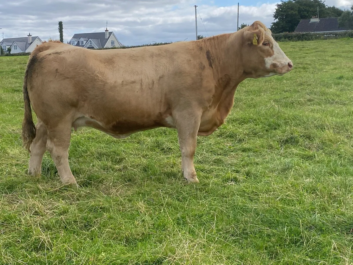 In calf heifers - Image 2