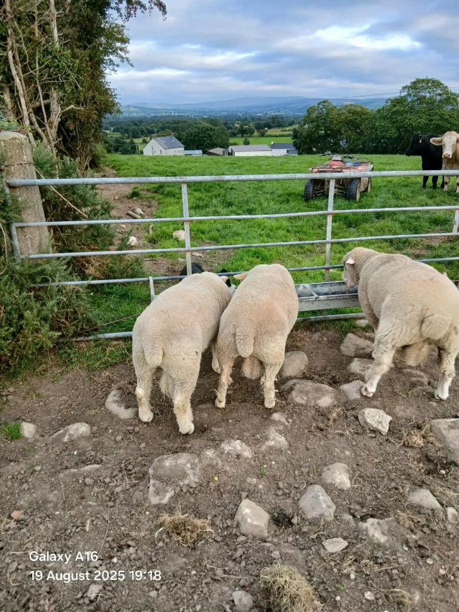 Pedigree shearling dorset rams - Image 1