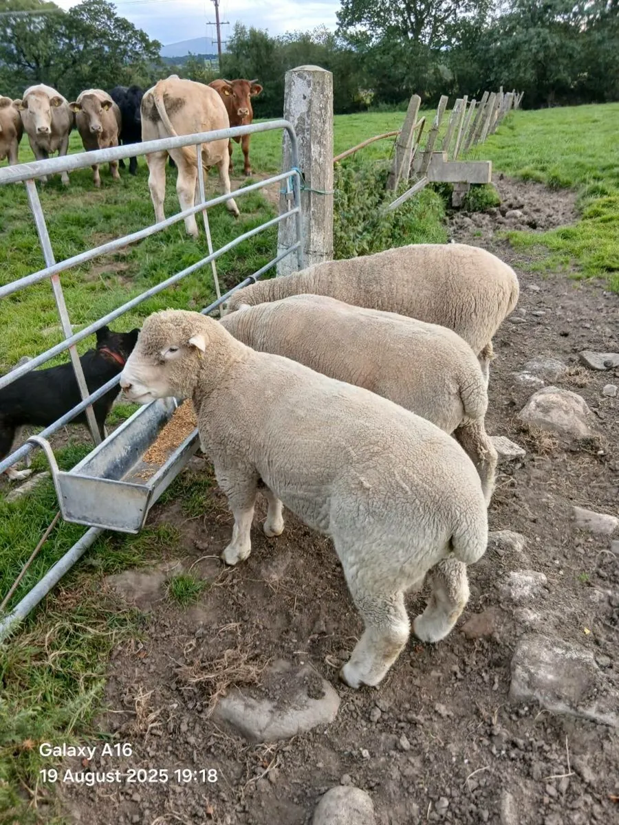 Pedigree shearling dorset rams - Image 2