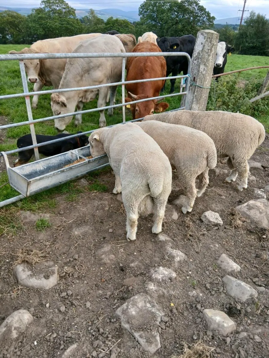 Pedigree shearling dorset rams - Image 3