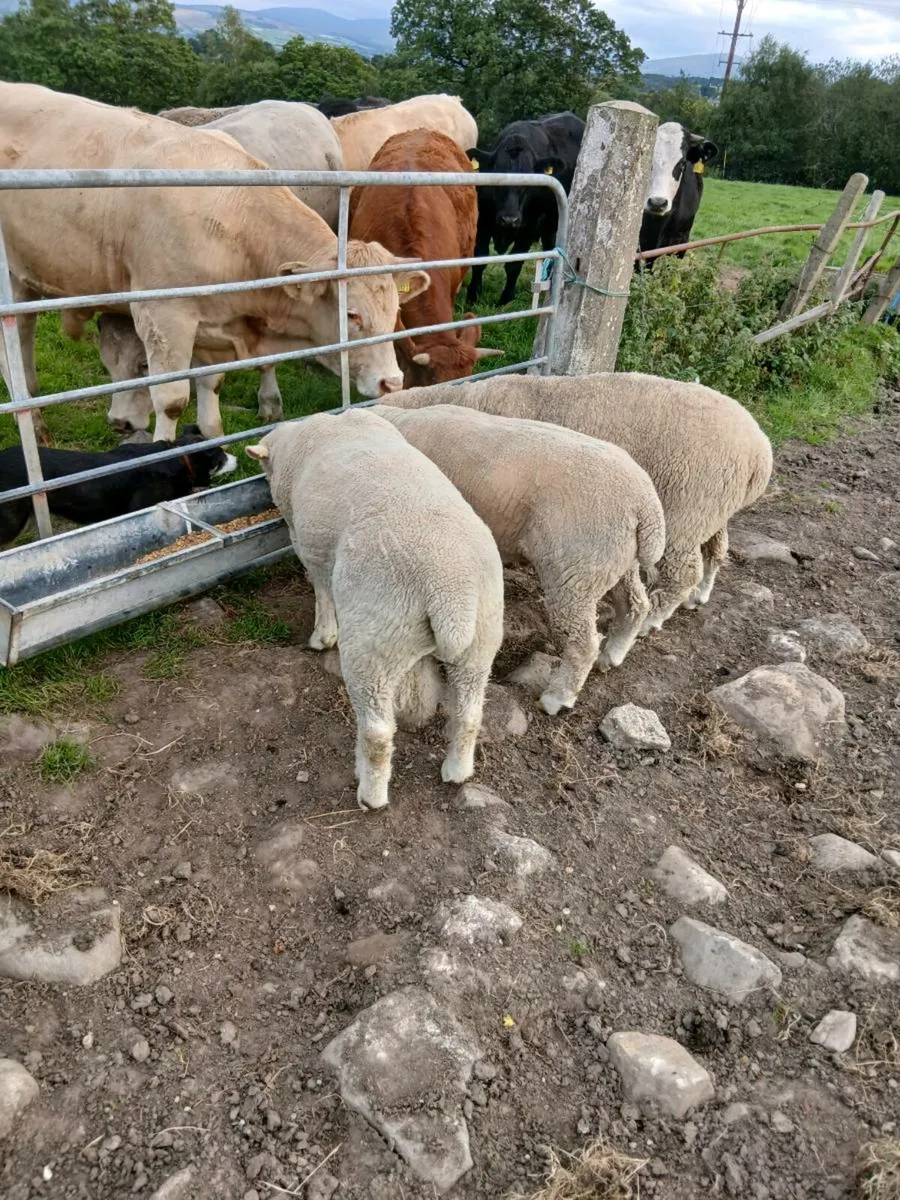 Pedigree shearling dorset rams - Image 4