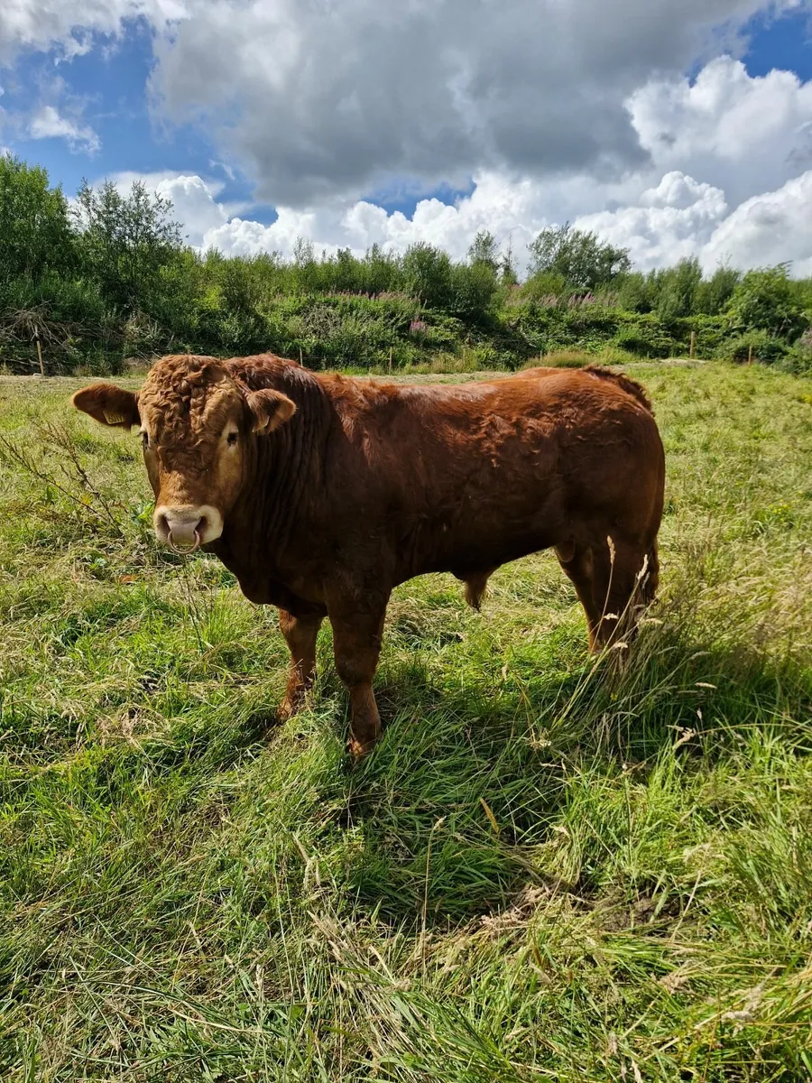 Pedigree limousin bull - Image 3