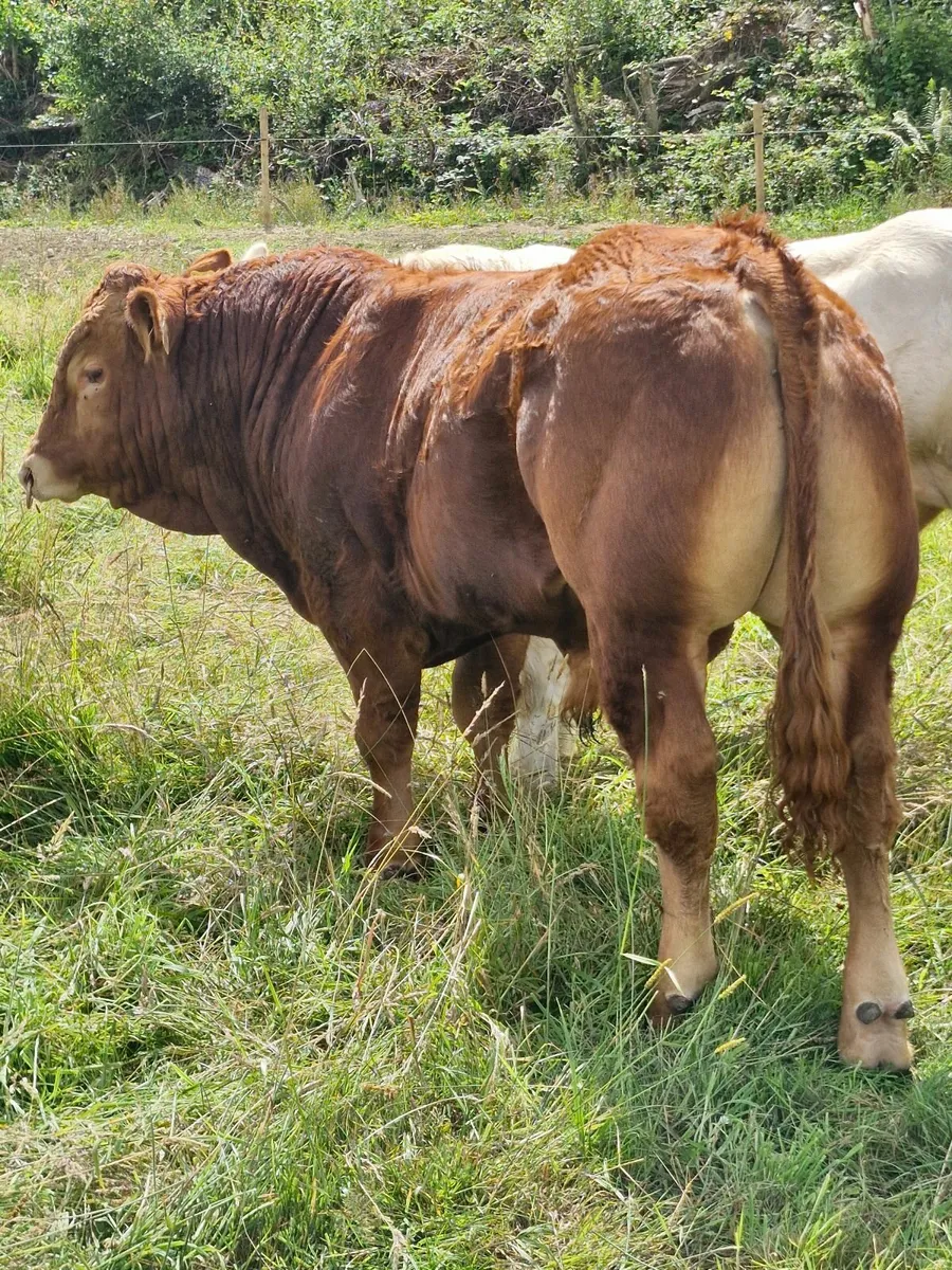 Pedigree limousin bull - Image 1
