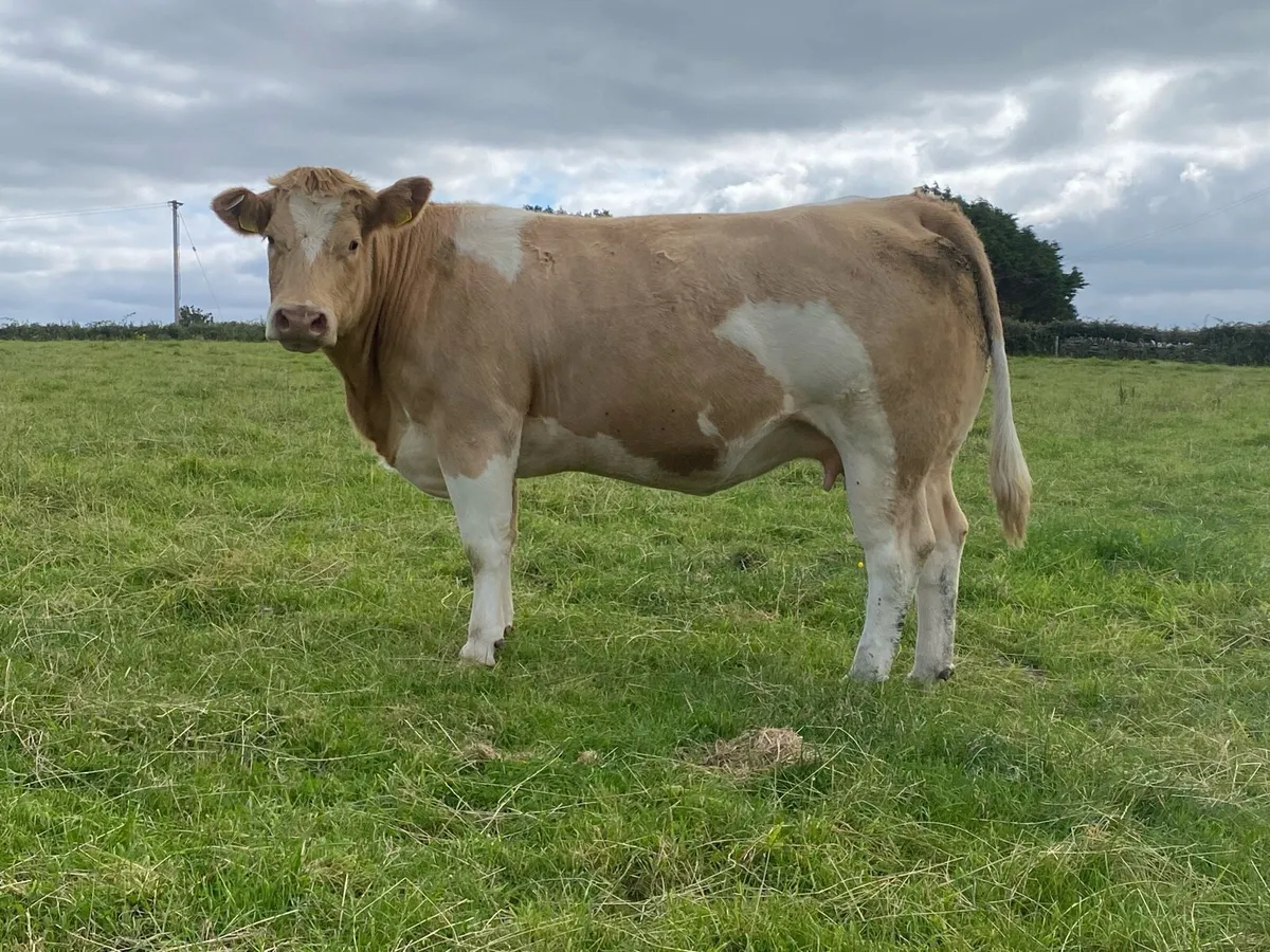 In calf heifers - Image 3