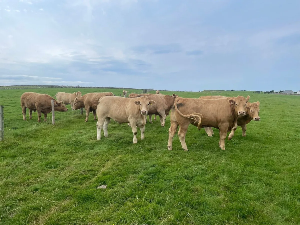 15 Beef/Forward Store Cattle for Sale - Image 1