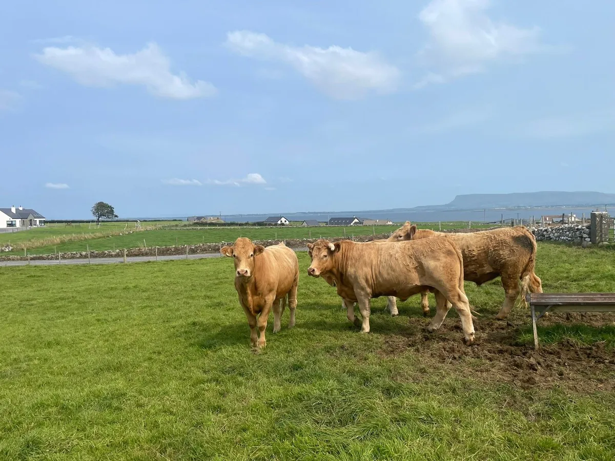 15 Beef/Forward Store Cattle for Sale - Image 3